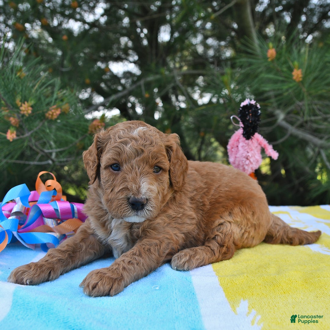 Mini Goldendoodle dogs for sale: Dakota - Image 25