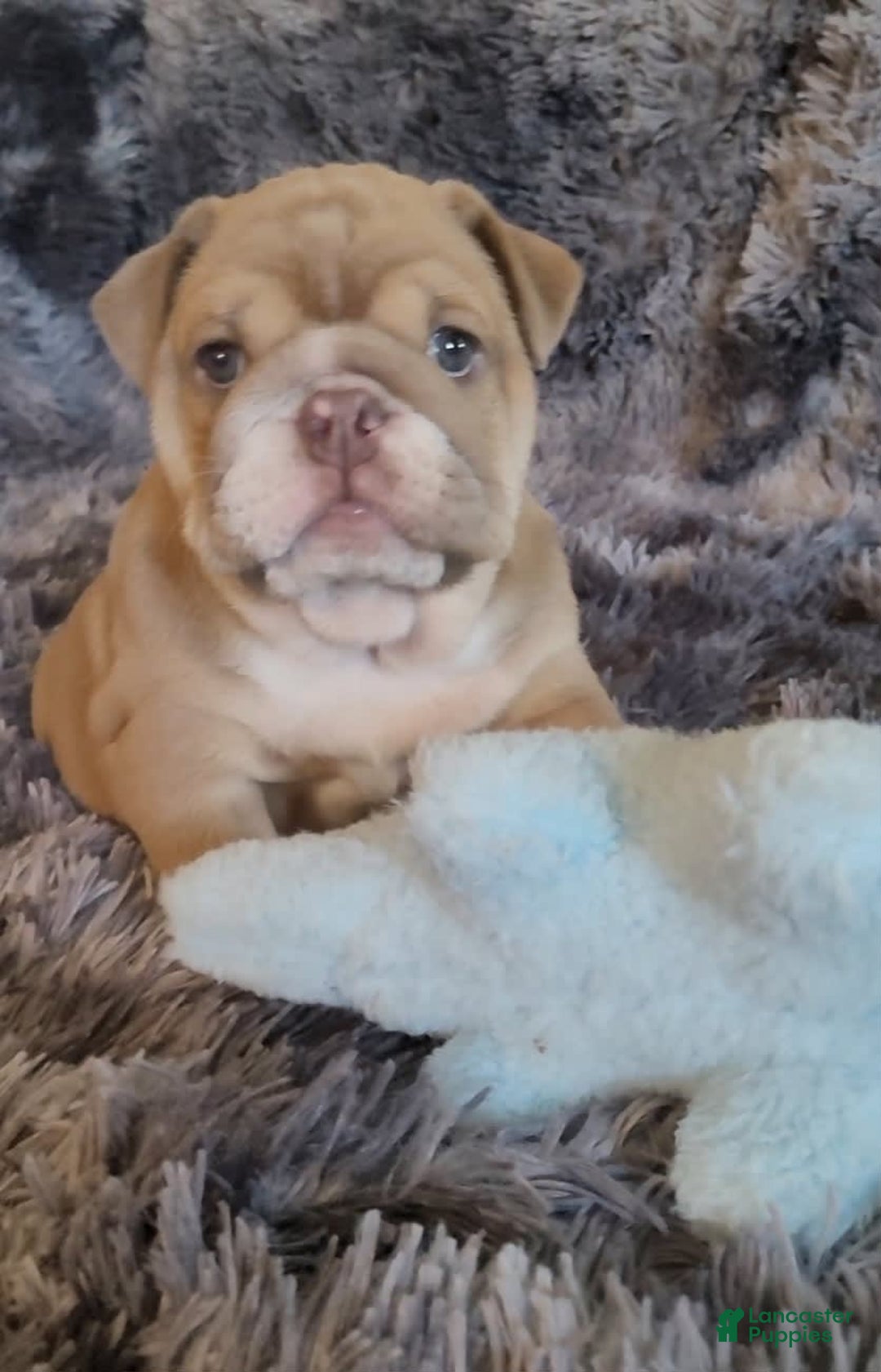 English Bulldog dogs for sale: Ozzy - Image 3