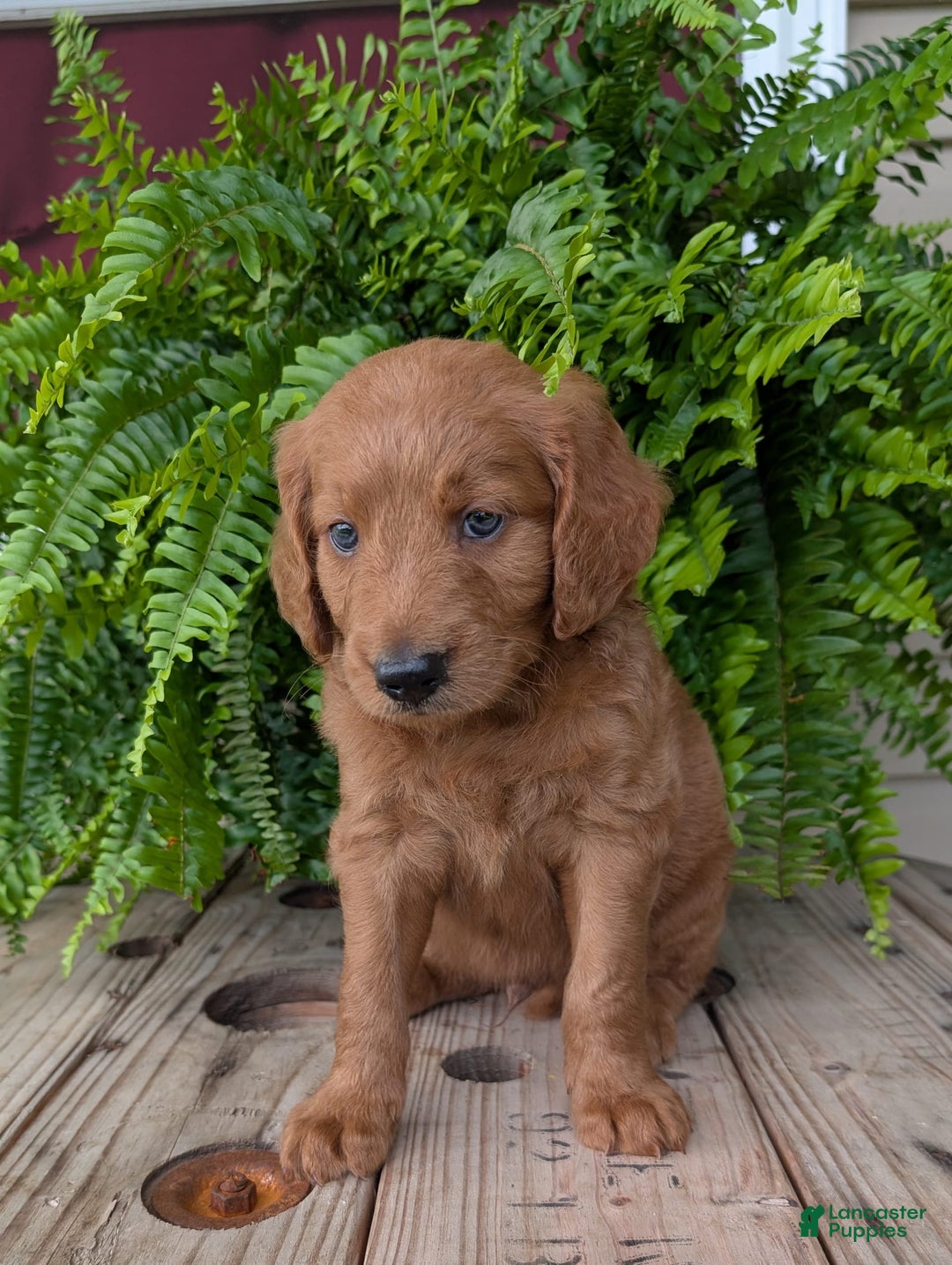 Goldendoodle dogs for sale: Flip - Image 19