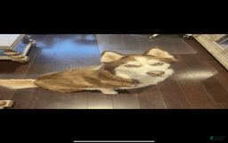 Siberian Husky dogs for sale: Zane - Image 2
