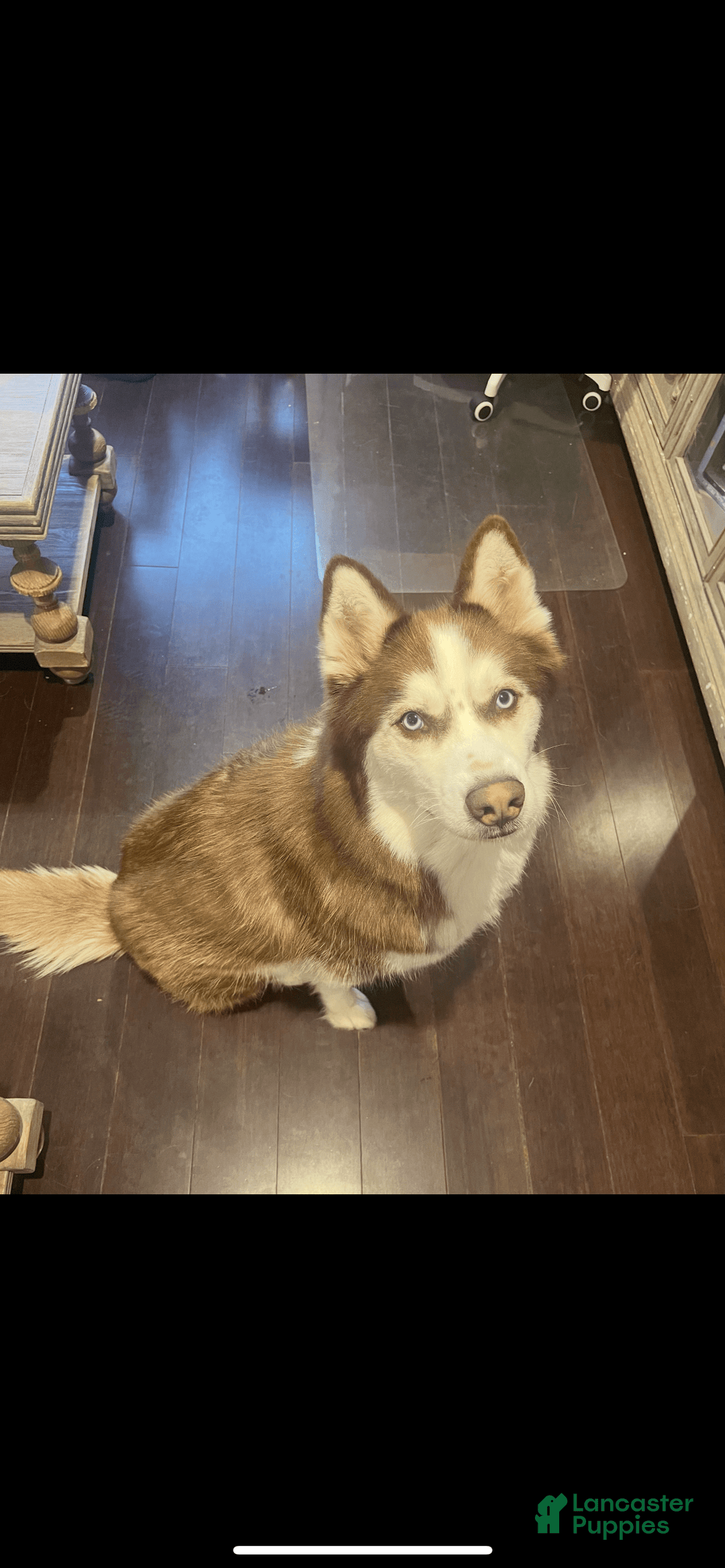 Siberian Husky dogs for sale: Zane - Image 2