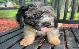 Mini Aussiedoodle dogs for sale: Canary - Image 25