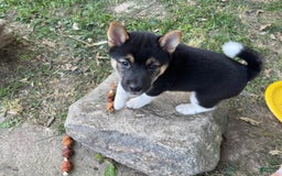 Shiba Inu dogs for sale: Coco Bean - Image 9