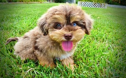 Havapoo dogs for sale: Domino - Image 9