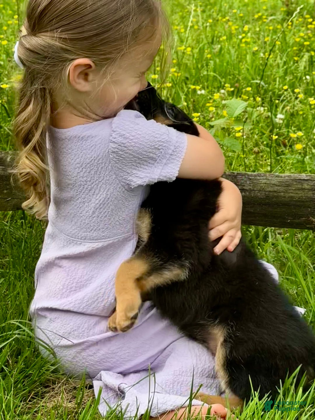 German Shepherd dogs for sale: Drama Girl - Image 11