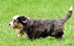 Mini Bernedoodle dogs for sale: Jade - Image 6