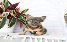 French Bulldog dogs for sale: Luca - Image 8