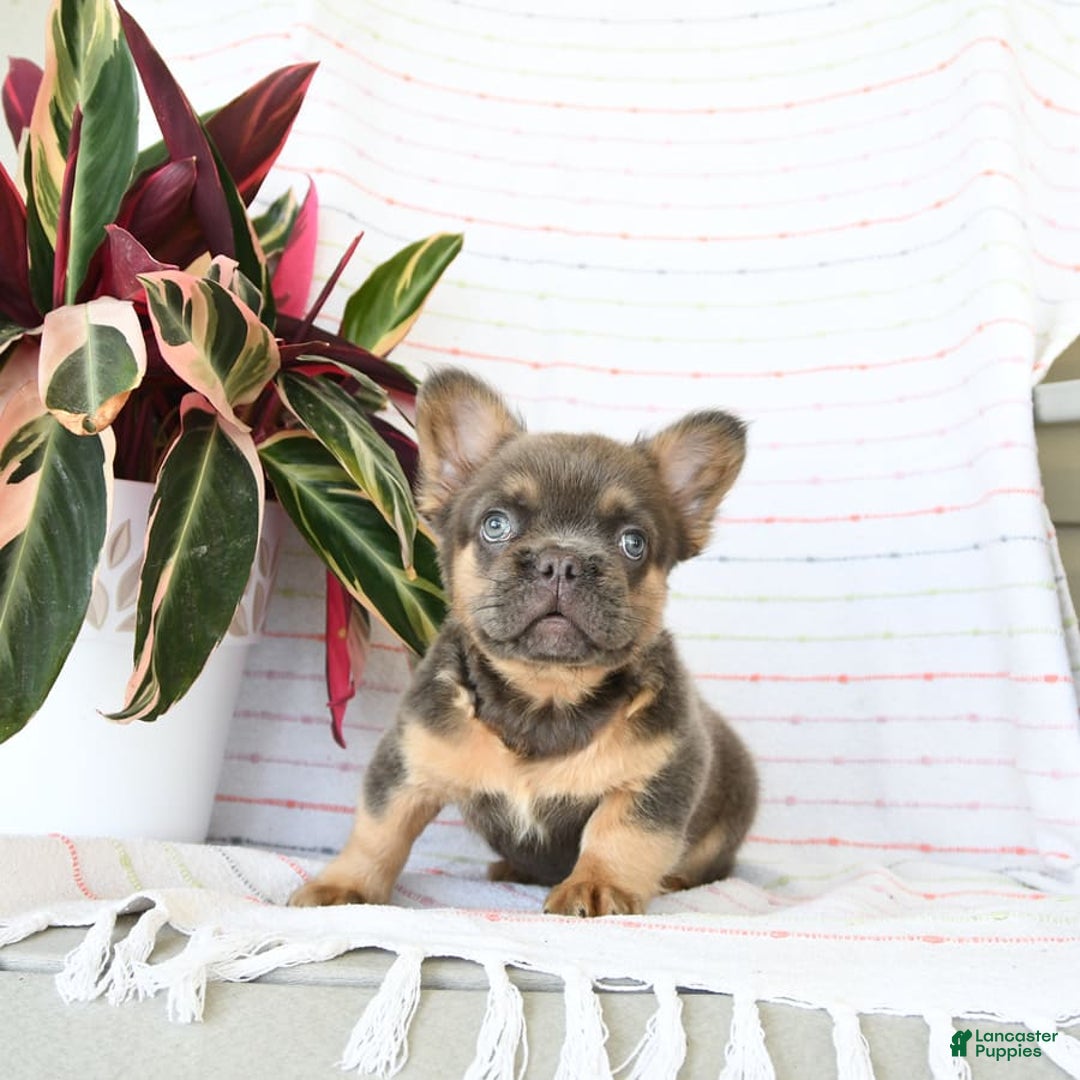 French Bulldog dogs for sale: Luca - Image 8