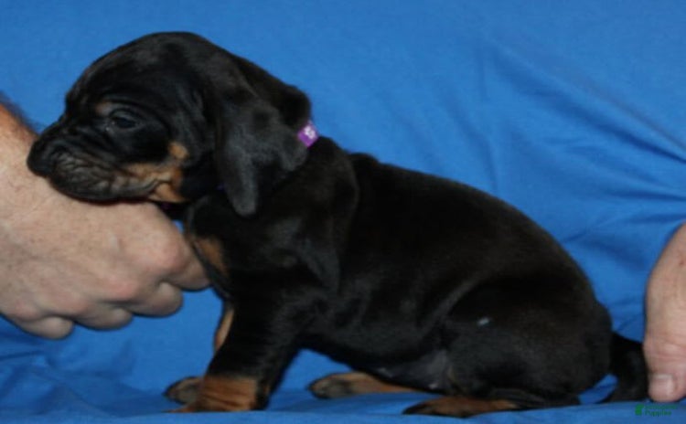 Black And Tan Coonhound dogs - Advert 4