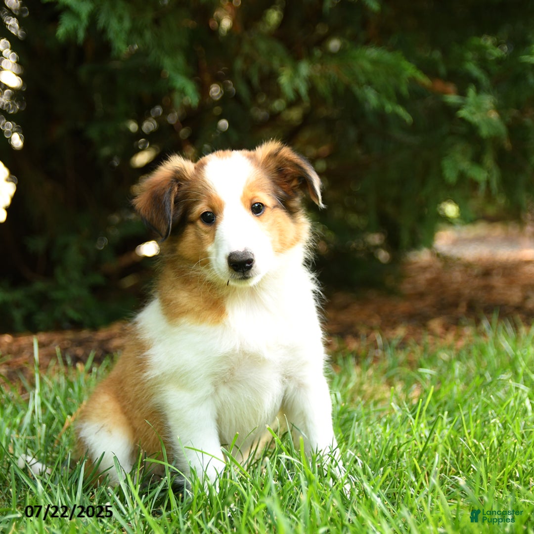 Shetland Sheepdog dogs for sale: Lana - Image 3