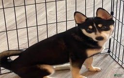 Alaskan Klee Kai dogs for sale: Naymeria - Image 9