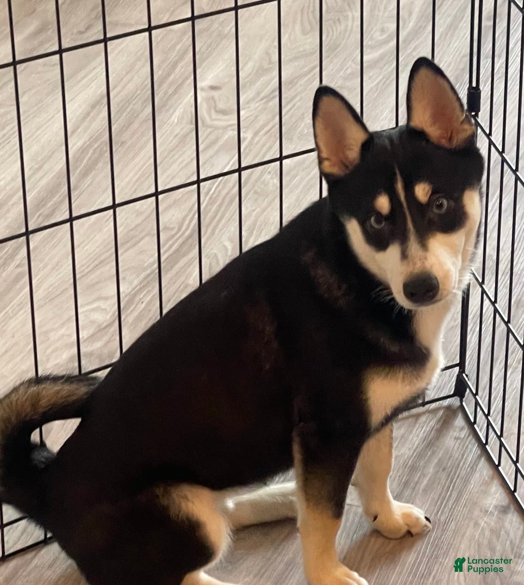 Alaskan Klee Kai dogs for sale: Naymeria - Image 9