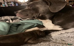 American Pit Bull Terrier dogs for sale: Blue - Image 4