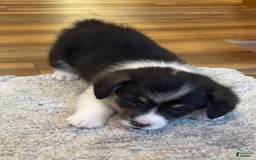 Welsh Corgi Pembroke dogs for sale: Jimmy - Image 8