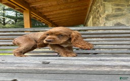 Cocker Spaniel dogs for sale: Monty - Image 8