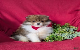 Pomeranian dogs for sale: Pearson Small - Image 6