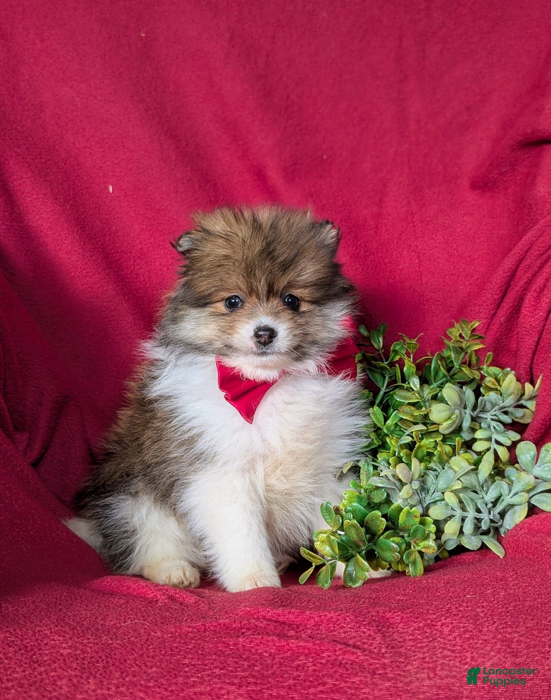 Pomeranian dogs for sale: Pearson Small - Image 6