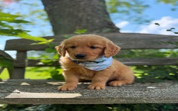 Golden Retriever dogs for sale: Spruce - Image 3