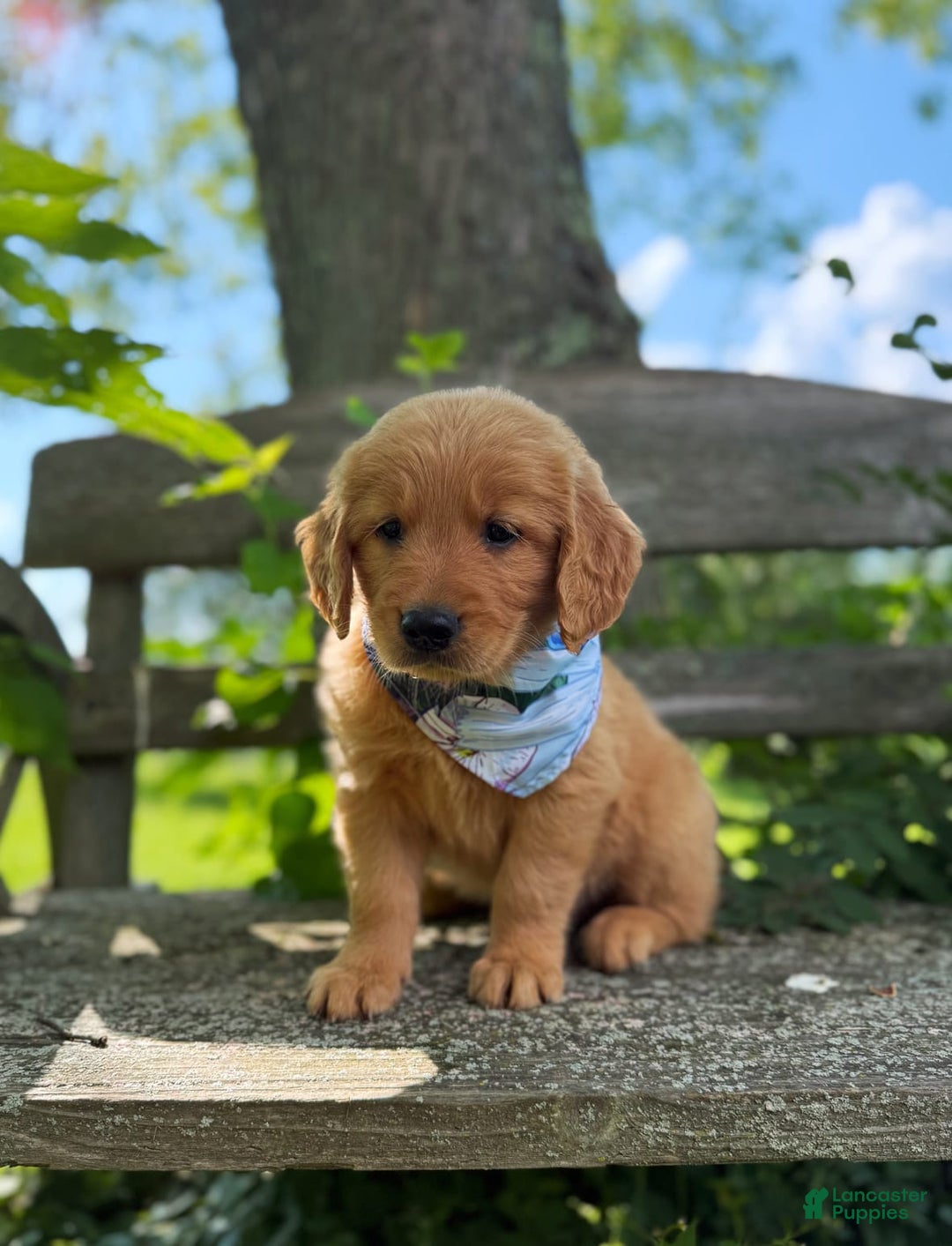 Golden Retriever dogs for sale: Spruce - Image 3