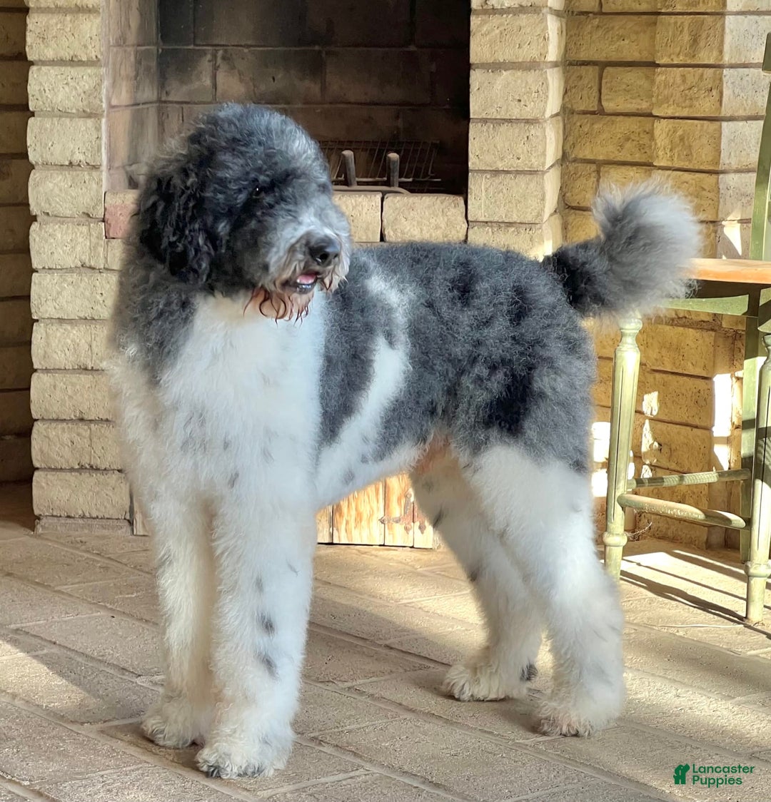 Sheepadoodle dogs for sale: Willow - Image 12