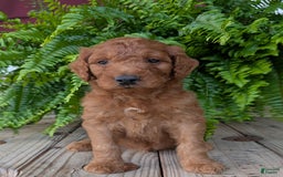 Goldendoodle dogs for sale: Dash - Image 24