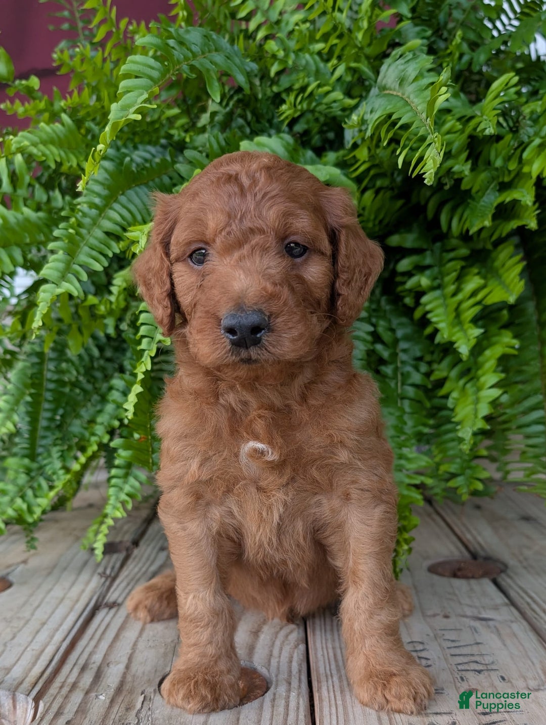 Goldendoodle dogs for sale: Dash - Image 24