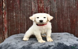 Great Pyrenees dogs for sale: Loki - Image 2