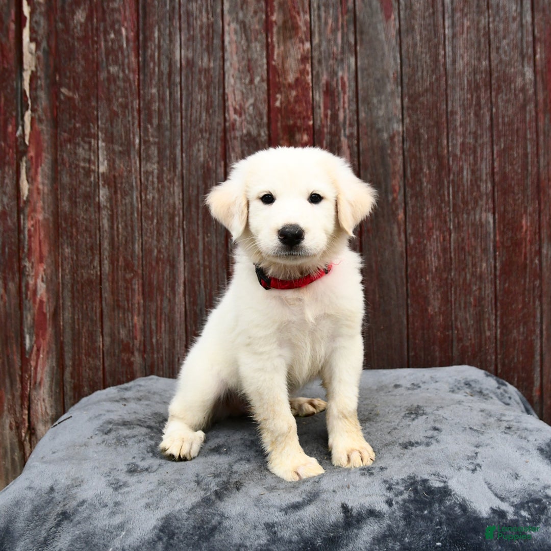 Great Pyrenees dogs for sale: Loki - Image 2