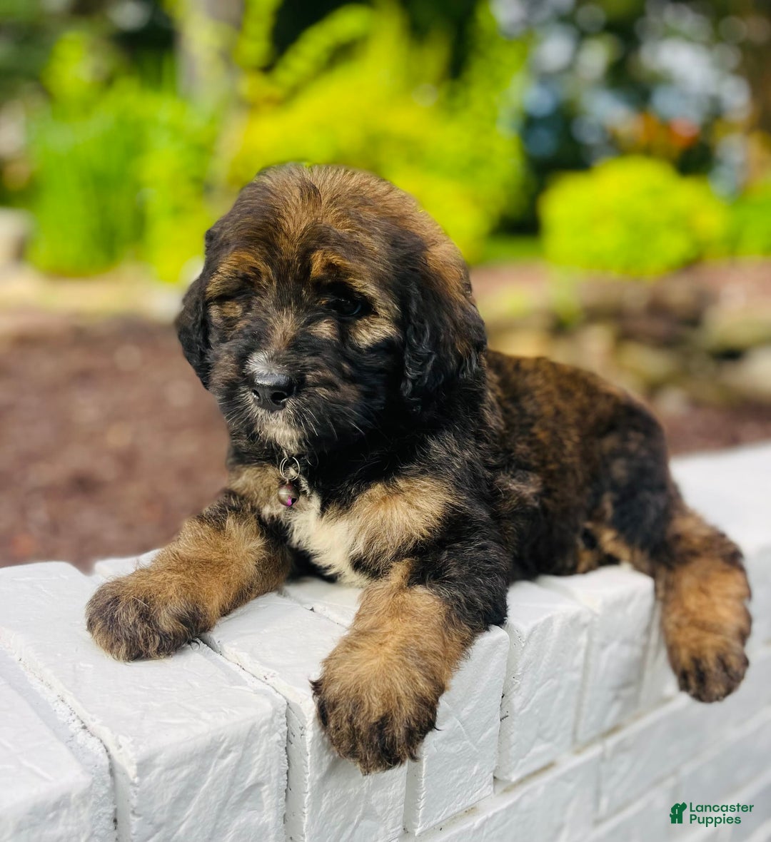 Bernedoodle dogs for sale: 💗 Coconut Bean - Image 4