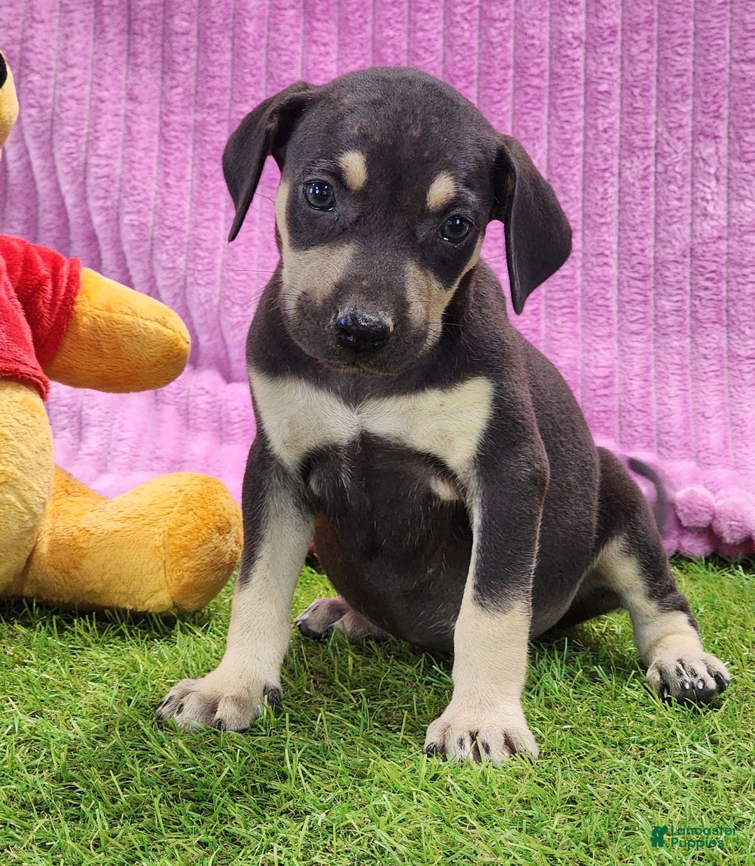 Catahoula Leopard Dog dogs for sale: Tess 2025 Female 1 - Image 15