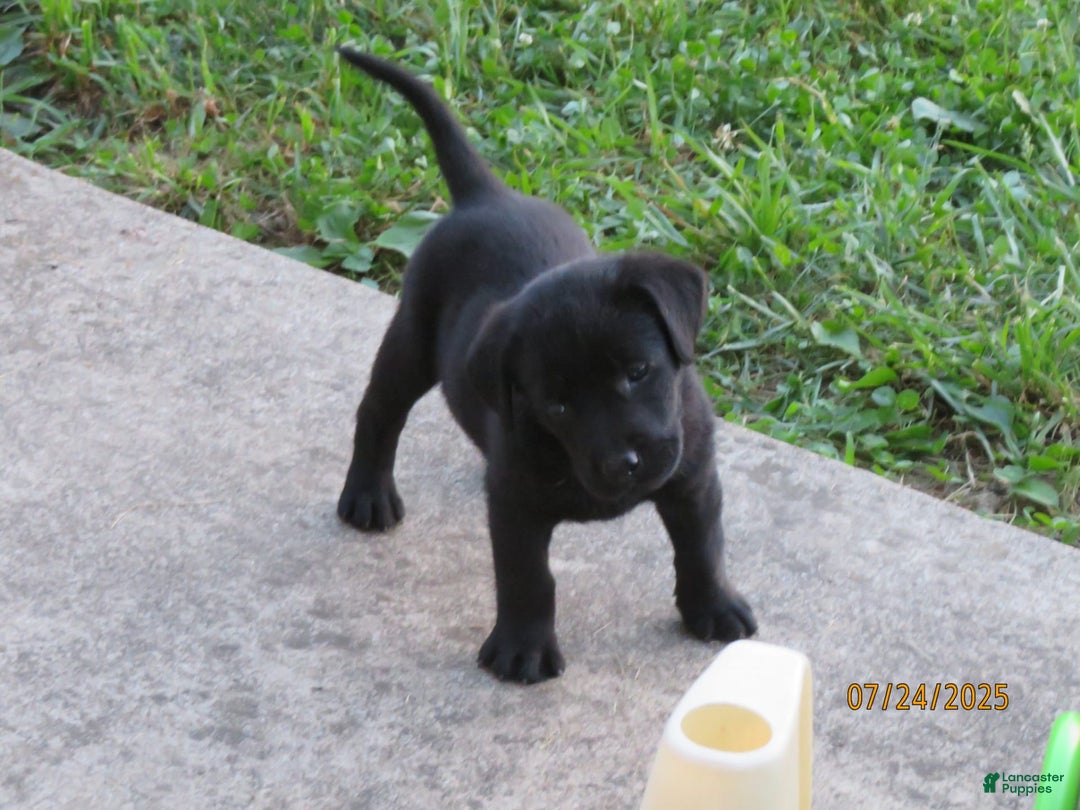 Labrador Retriever dogs for sale: Sophia - Image 6
