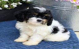 Cavapoo dogs for sale: Brittany - Image 8