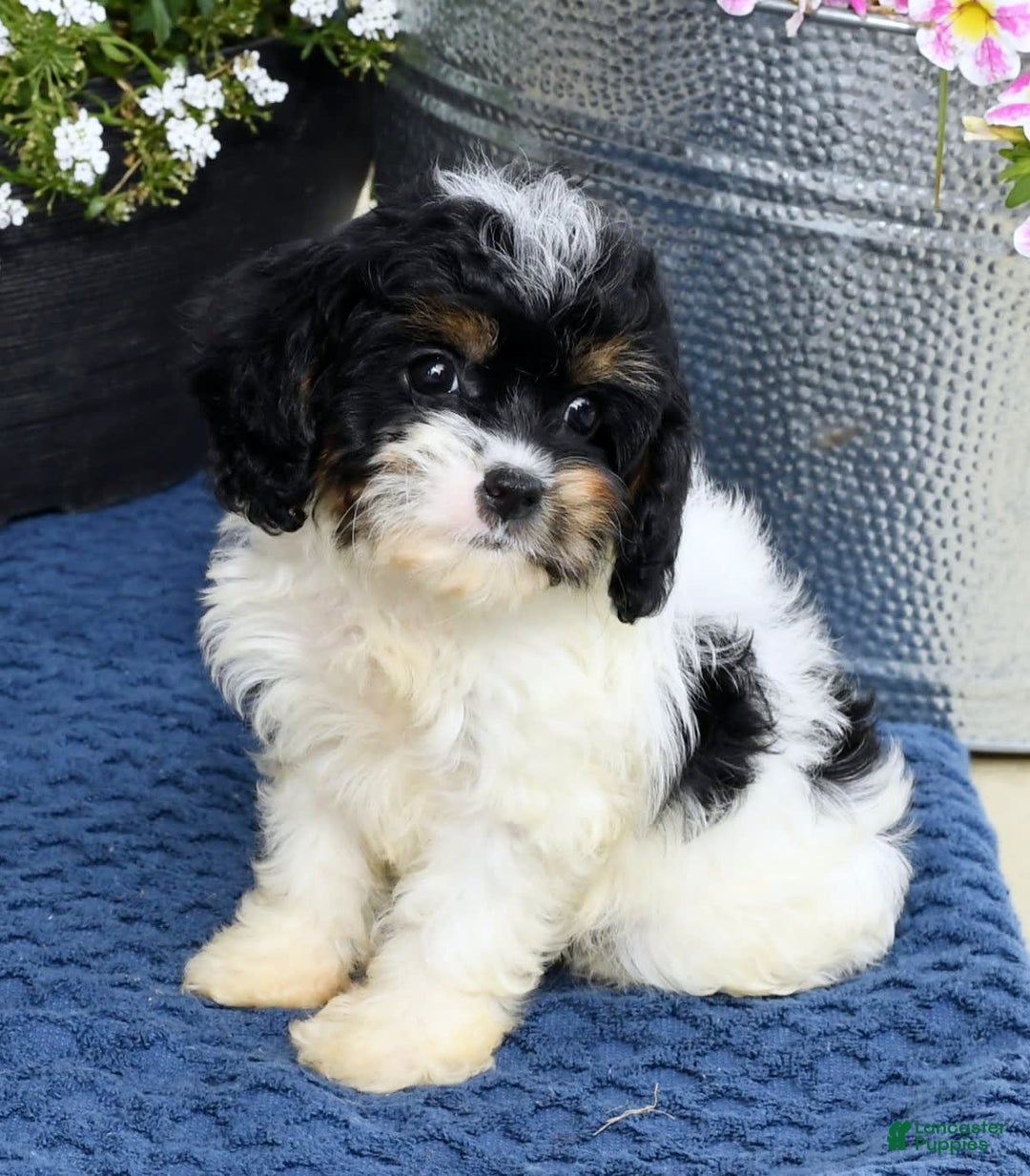 Cavapoo dogs for sale: Brittany - Image 8