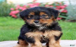 Yorkshire Terrier dogs for sale: Tucker - Image 8