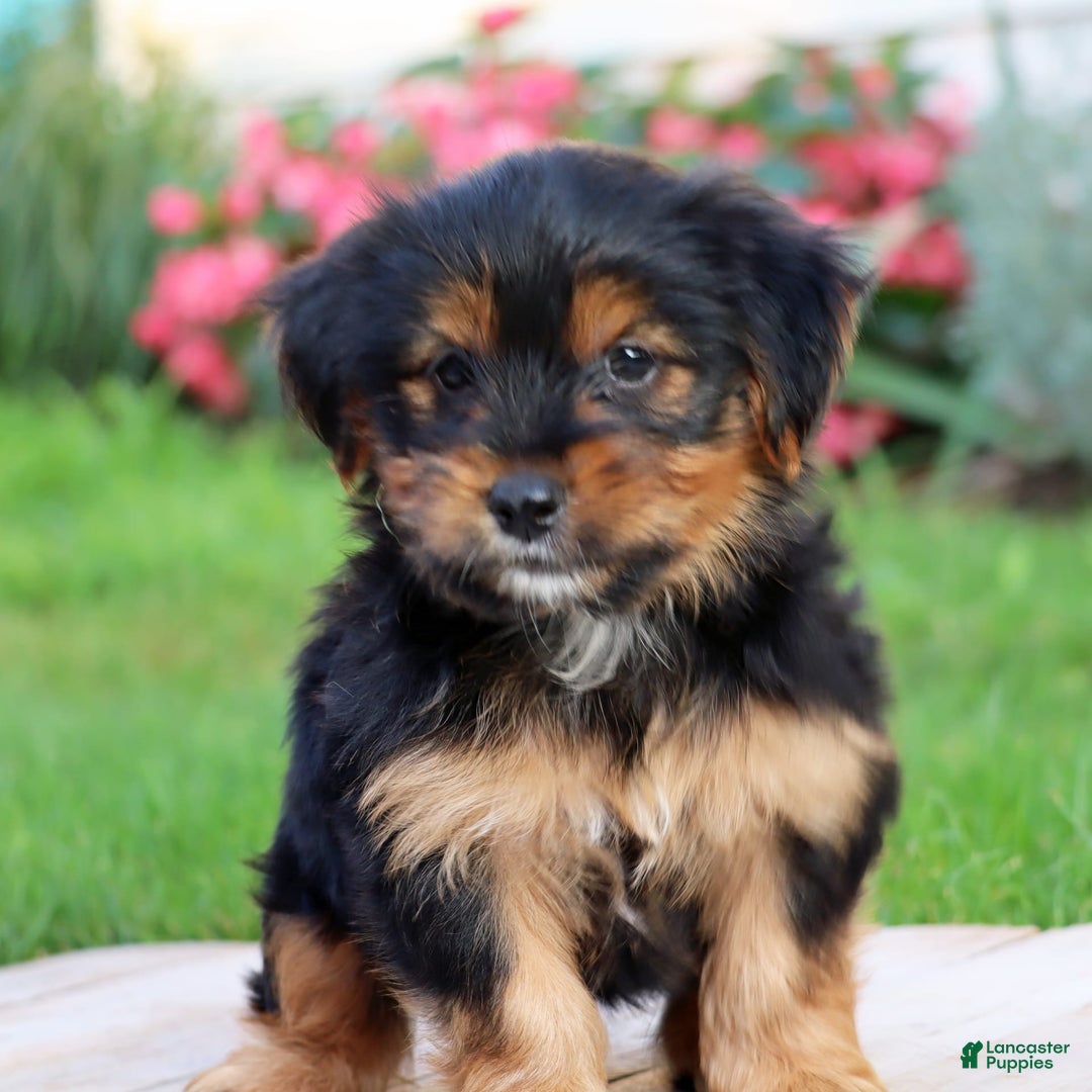Yorkshire Terrier dogs for sale: Tucker - Image 8