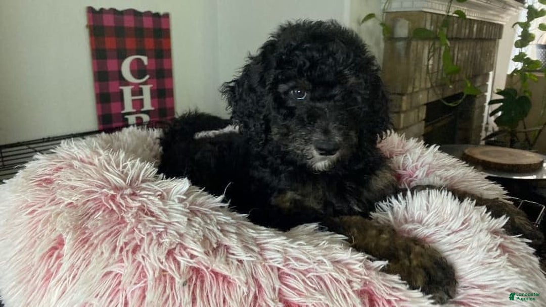 Bernedoodle dogs for sale: Baby Onix - Image 1