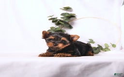 Yorkshire Terrier dogs for sale: Zade - Image 8