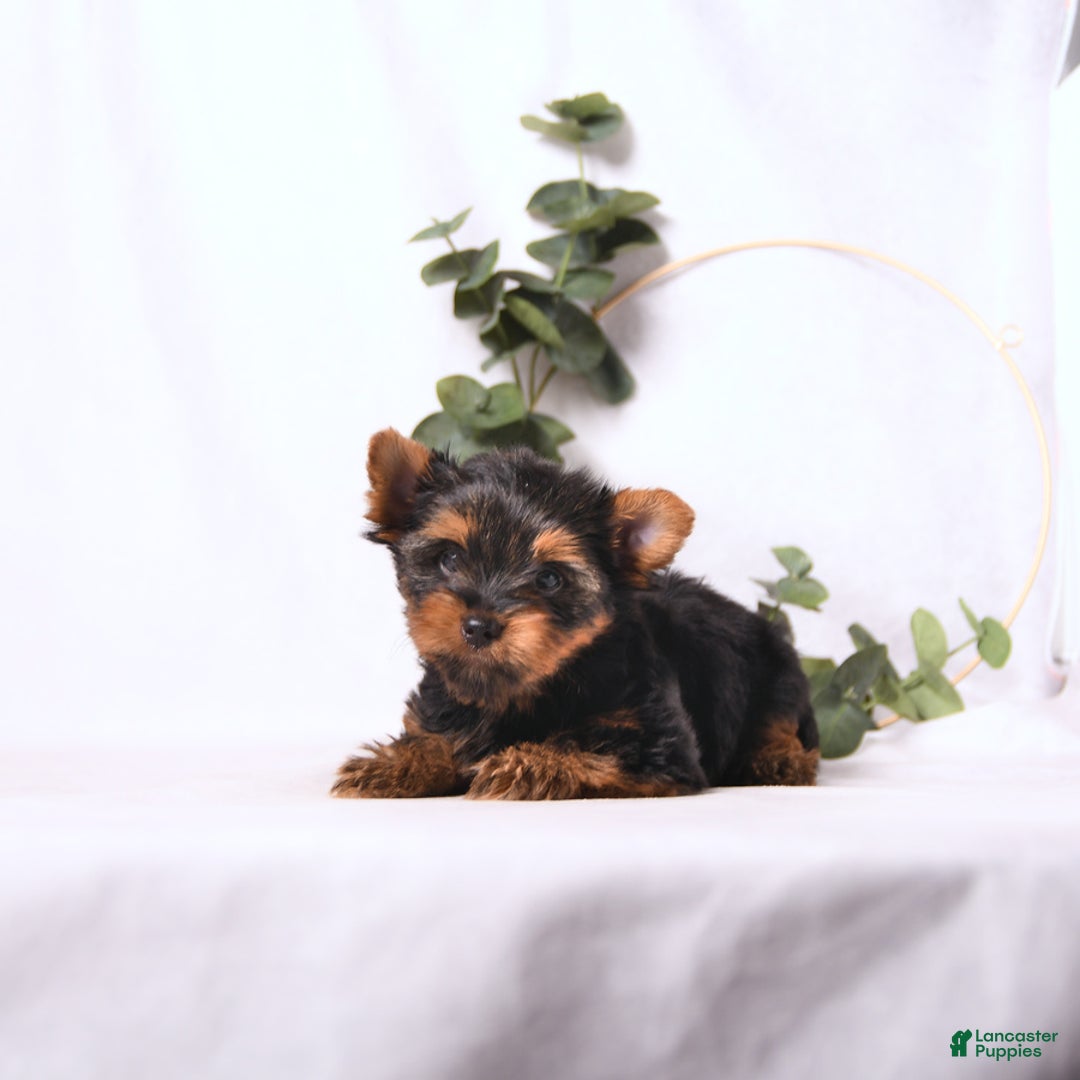 Yorkshire Terrier dogs for sale: Zade - Image 8