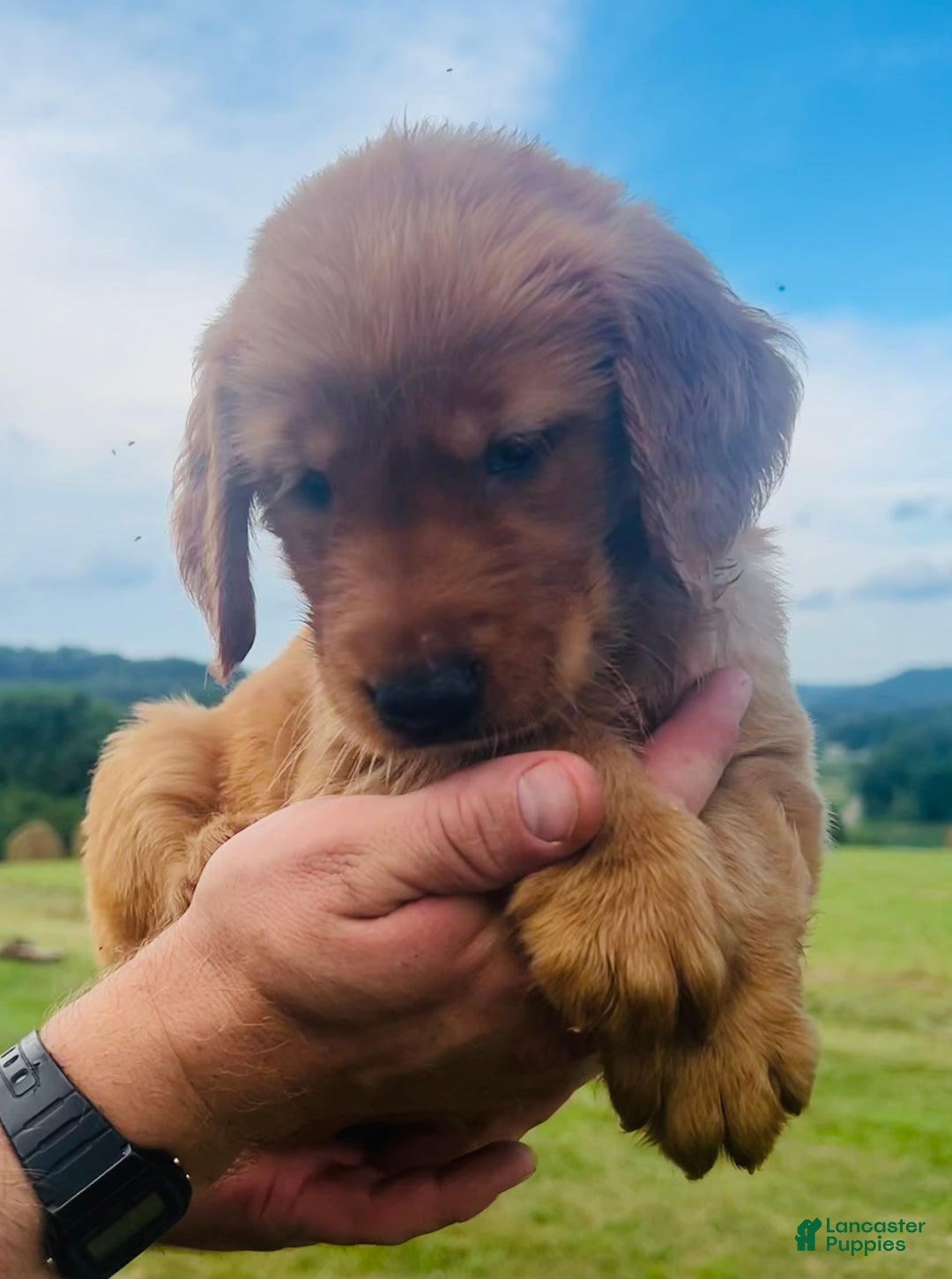 Golden Retriever dogs for sale: Rascal - Image 18