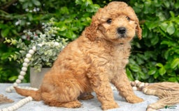Mini Goldendoodle dogs for sale: Everett - Image 3