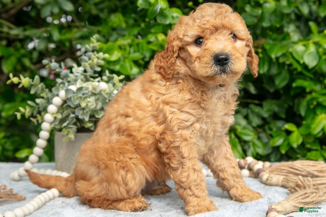 Mini Goldendoodle dogs for sale: Everett - Image 3