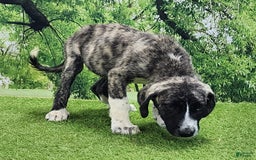 Anatolian Shepherd dogs for sale: AKC Dusty 2025 Male 5 - Image 2
