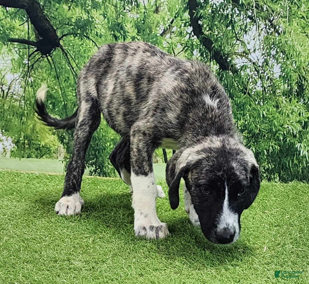 Anatolian Shepherd dogs for sale: AKC Dusty 2025 Male 5 - Image 2
