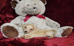 Miniature Dachshund dogs for sale: Nugget - Image 16