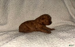 Miniature Poodle dogs for sale: Red Female 1 - Image 1