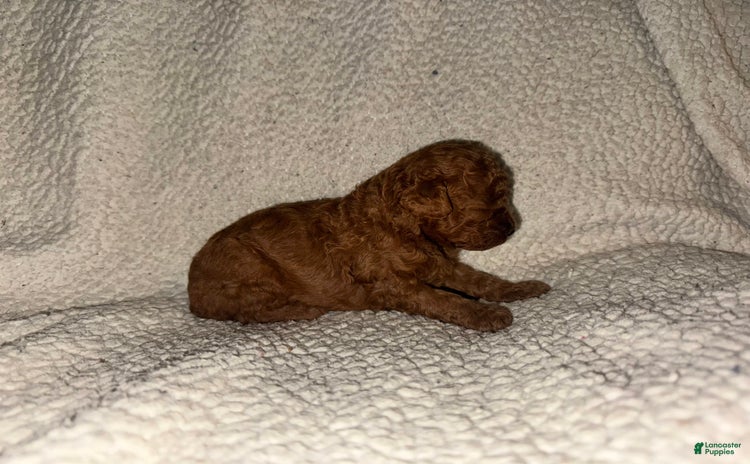 Miniature Poodle dogs for sale - Ad 1