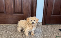 Maltipoo dogs for sale: Robbie - Image 9