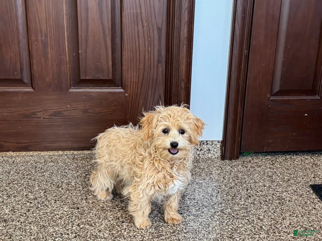 Maltipoo dogs for sale: Robbie - Image 9