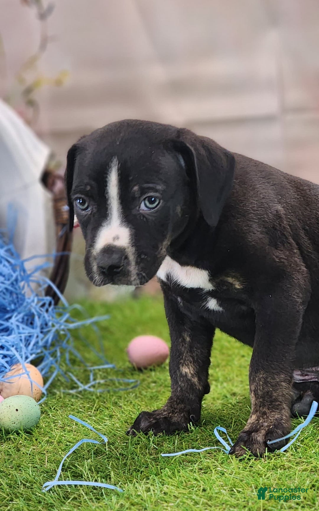 Catahoula Leopard Dog dogs for sale: Juliet 2025 M4 Catahoula Puppy - Image 7