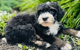 Bernedoodle dogs for sale: Camper - Image 6